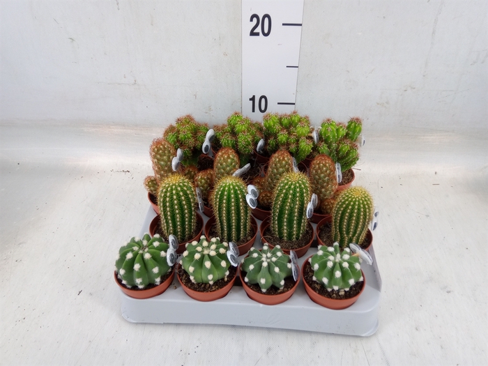 <h4>Cactus   ...decorated</h4>