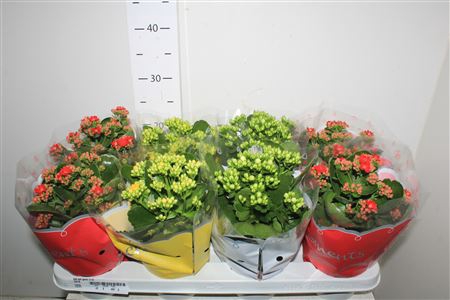 <h4>Kal Ge Gem 3 Kl 12cm Pot</h4>