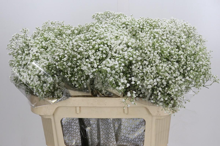 Gyps Zinzi Discovery