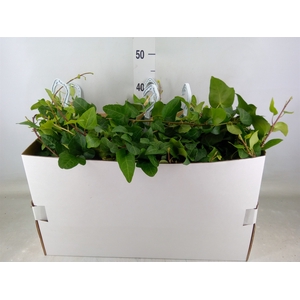 Hedera helix 'Mein Herz'