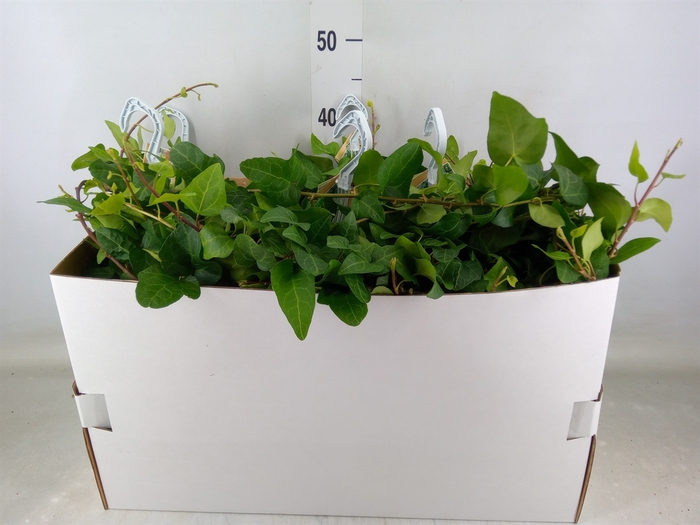 <h4>Hedera helix 'Mein Herz'</h4>