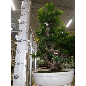 Ficus microcarpa 'Ginseng'