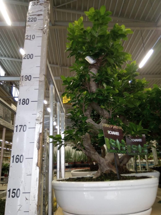 <h4>Ficus microcarpa 'Ginseng'</h4>