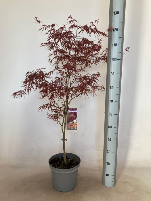 <h4>ACER PA GARNET</h4>