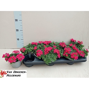 VERBE VEN CHERR  EYE