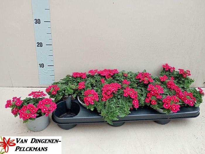 <h4>VERBE VEN CHERR  EYE</h4>