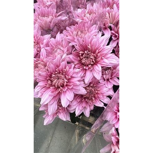 Chr G Hanami