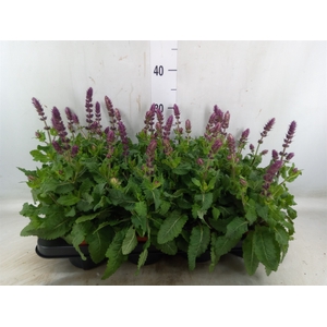 Salvia sylvestris 'Blue Marvel'