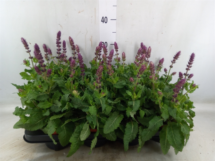 <h4>Salvia sylvestris 'Blue Marvel'</h4>
