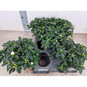 RHODO SI WITTE VOGEL