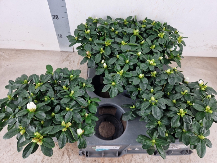 <h4>RHODO SI WITTE VOGEL</h4>