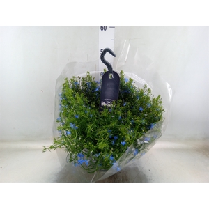 Lobelia erin. 'LagunSemTr Sky Blue'