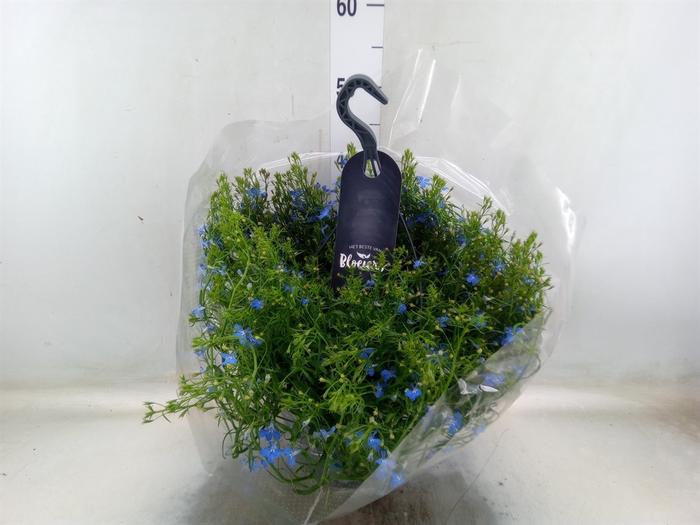 <h4>Lobelia erin. 'LagunSemTr Sky Blue'</h4>