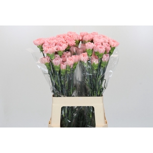 Dianthus St Sarah Pink