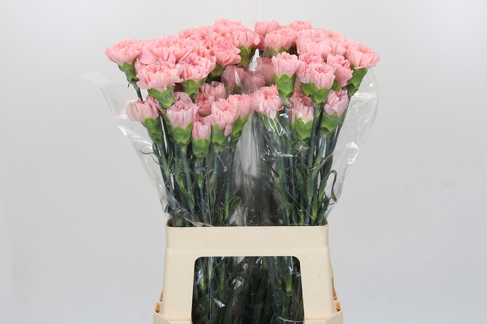 <h4>Dianthus St Sarah Pink</h4>