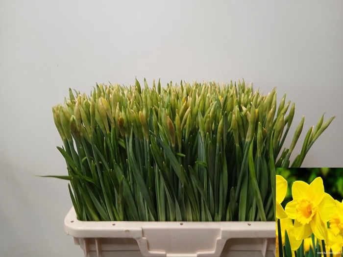 <h4>NARC G CARLTON</h4>