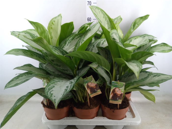 <h4>Aglaonema  'Silver Bay'</h4>