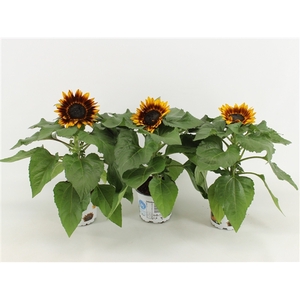 Helianthus Annuus Tiger Eye