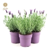 Lavandula Anouk