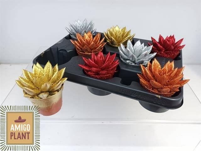 <h4>ECHEV MIRANDA</h4>