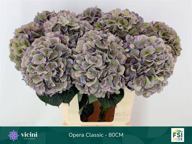 <h4>Hydrangea royal opera (classic)</h4>