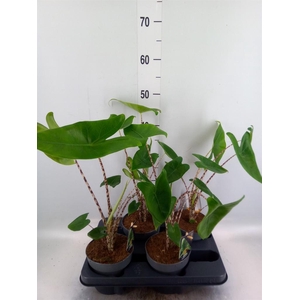 Alocasia zebrina