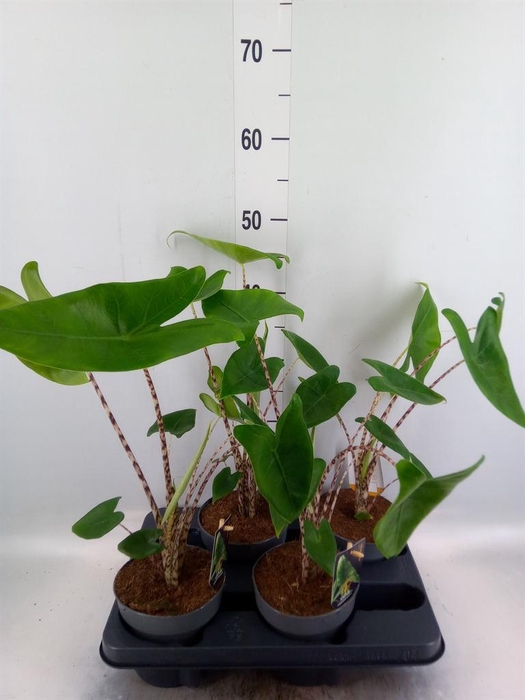 <h4>Alocasia zebrina</h4>
