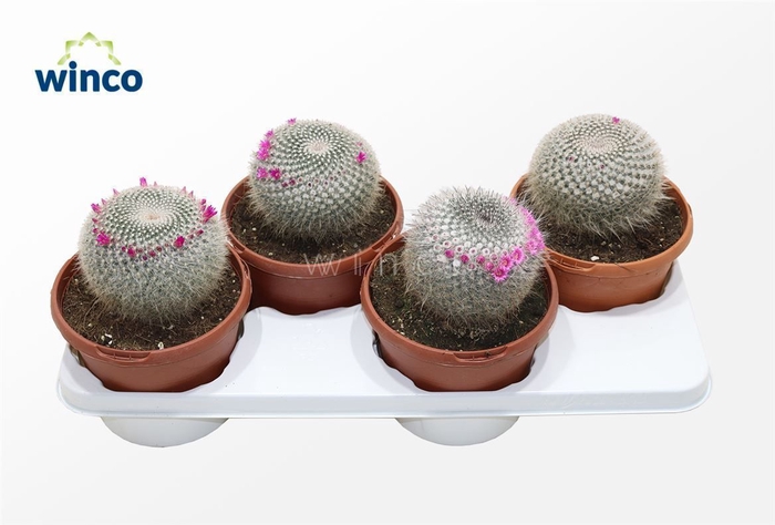 <h4>Mammillaria Hahniana (flowering)</h4>