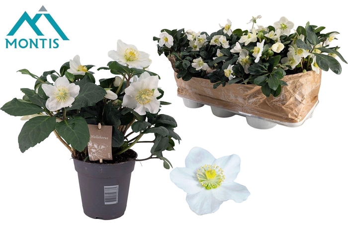 <h4>Helleborus niger Christmas Carol</h4>