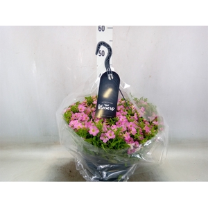 Petunia  'Surfinia'   ...