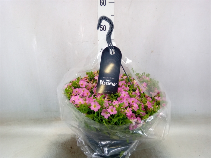 <h4>Petunia  'Surfinia'   ...</h4>