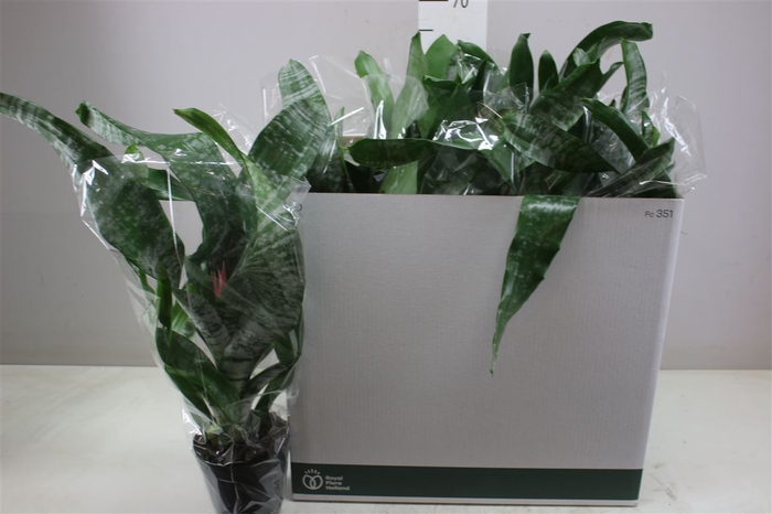 <h4>Aechmea Gemengd</h4>