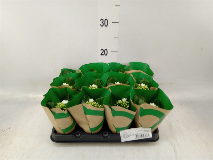 <h4>Kalanchoe blos.   ..</h4>