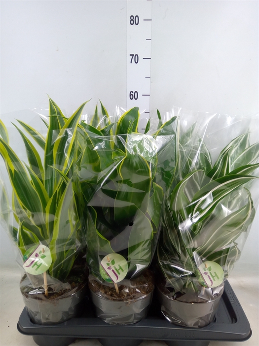 <h4>Dracaena frag.   ...mix 3</h4>