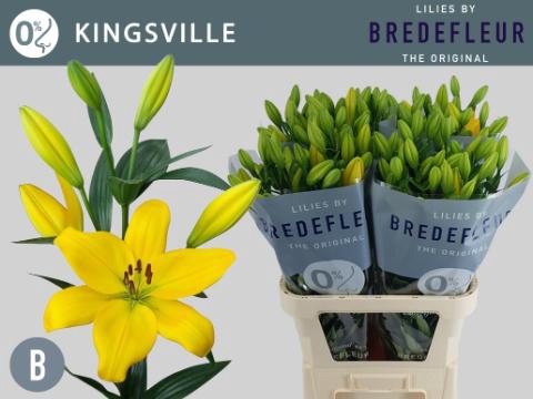 <h4>LI LA KINGSVILLE 4+</h4>