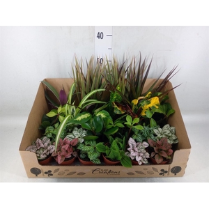 Planten Groen   ...mix 24
