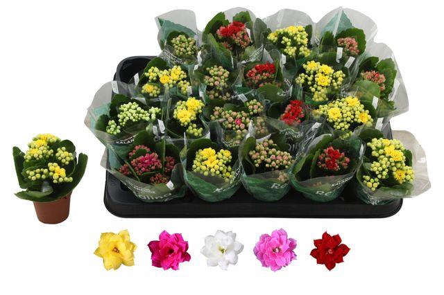 <h4>KAL GE RO GEM 5 KL</h4>