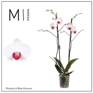 Phalaenopsis Association 2 spike – 12cm | Mimesis