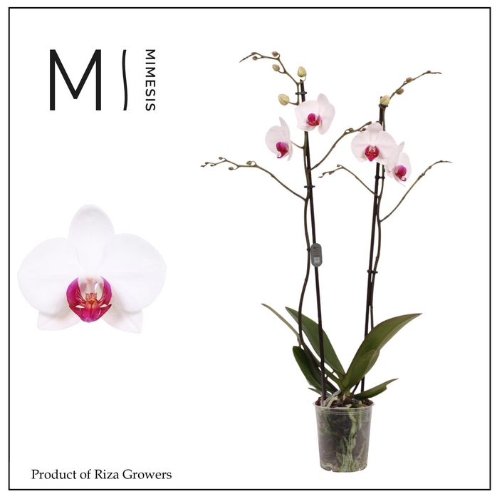<h4>Phalaenopsis Association 2 spike – 12cm | Mimesis</h4>