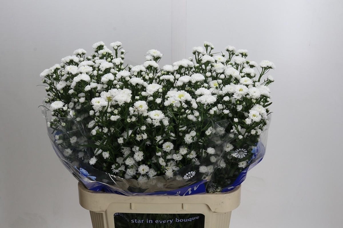 <h4>Aster Cassy</h4>