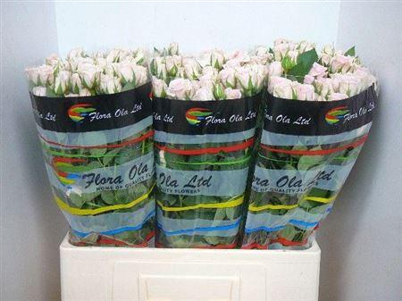 <h4>R Tr Severina</h4>