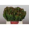 Leucadendron Goldstrike