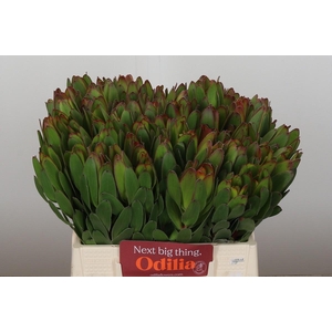 Leucadendron Goldstrike