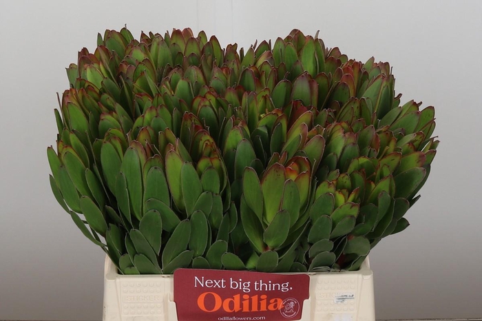 Leucadendron Goldstrike