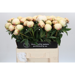 Paeonia Dr F.G. Brethour