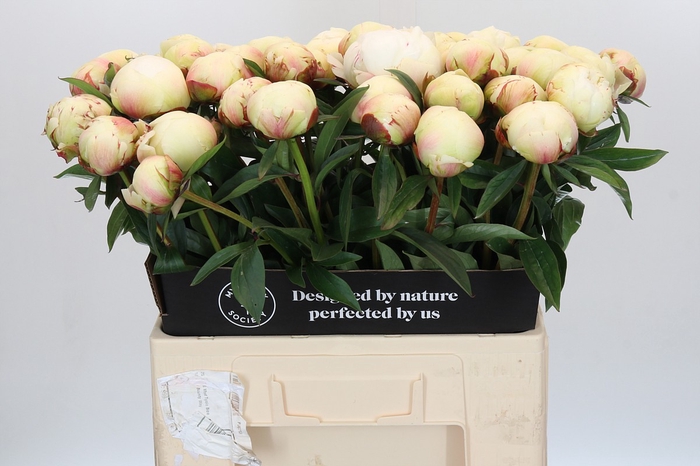 Paeonia Dr F.G. Brethour
