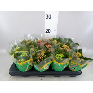 Kalanchoe blos.   ..rosebud mix  5