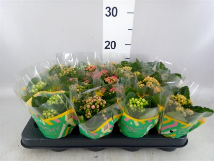 <h4>Kalanchoe blos.   ..rosebud mix  5</h4>