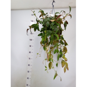 Aeschynanthus marmoratus