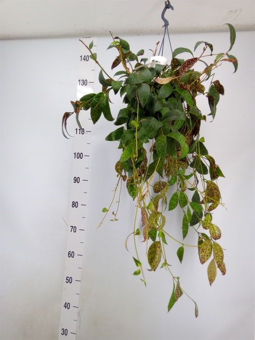<h4>Aeschynanthus marmoratus</h4>